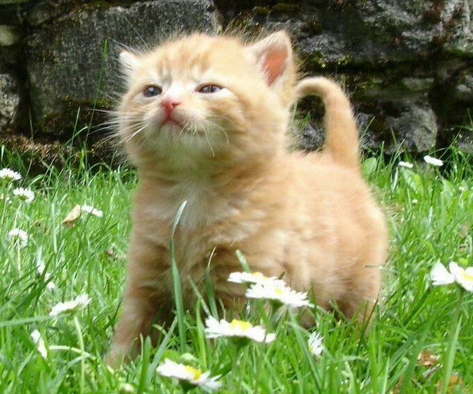 小猫IPad电脑壁纸