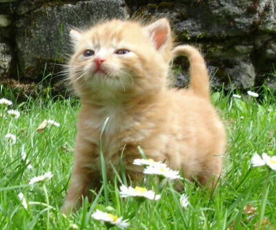 小猫IPad电脑壁纸