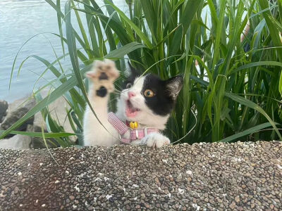 小猫IPad电脑壁纸