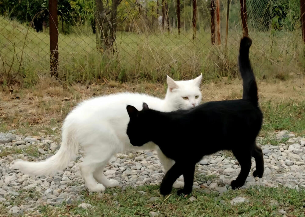 小猫IPad电脑壁纸