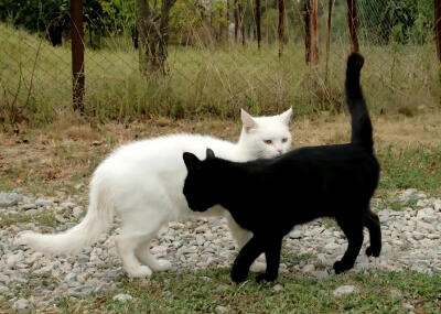 小猫IPad电脑壁纸