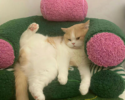 小猫IPad电脑壁纸