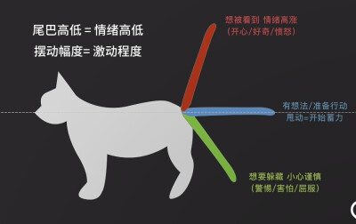 猫尾巴含义