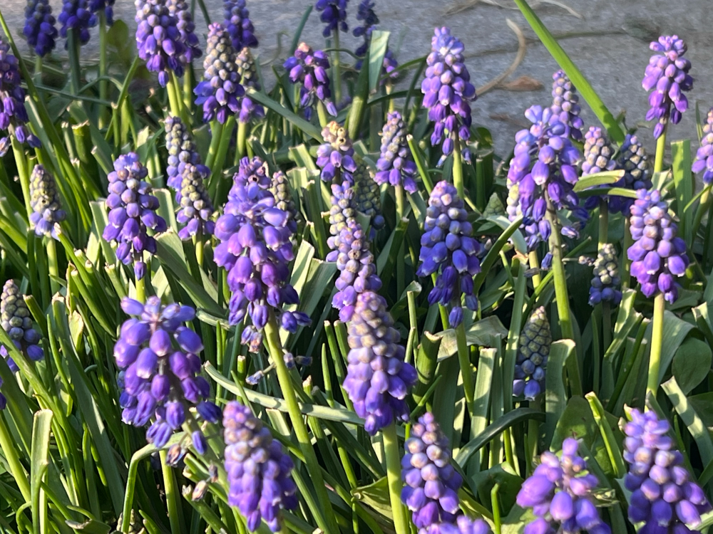 今年的葡萄风信子还可以