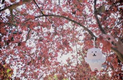 来自熊的LOVE ੭✧！
