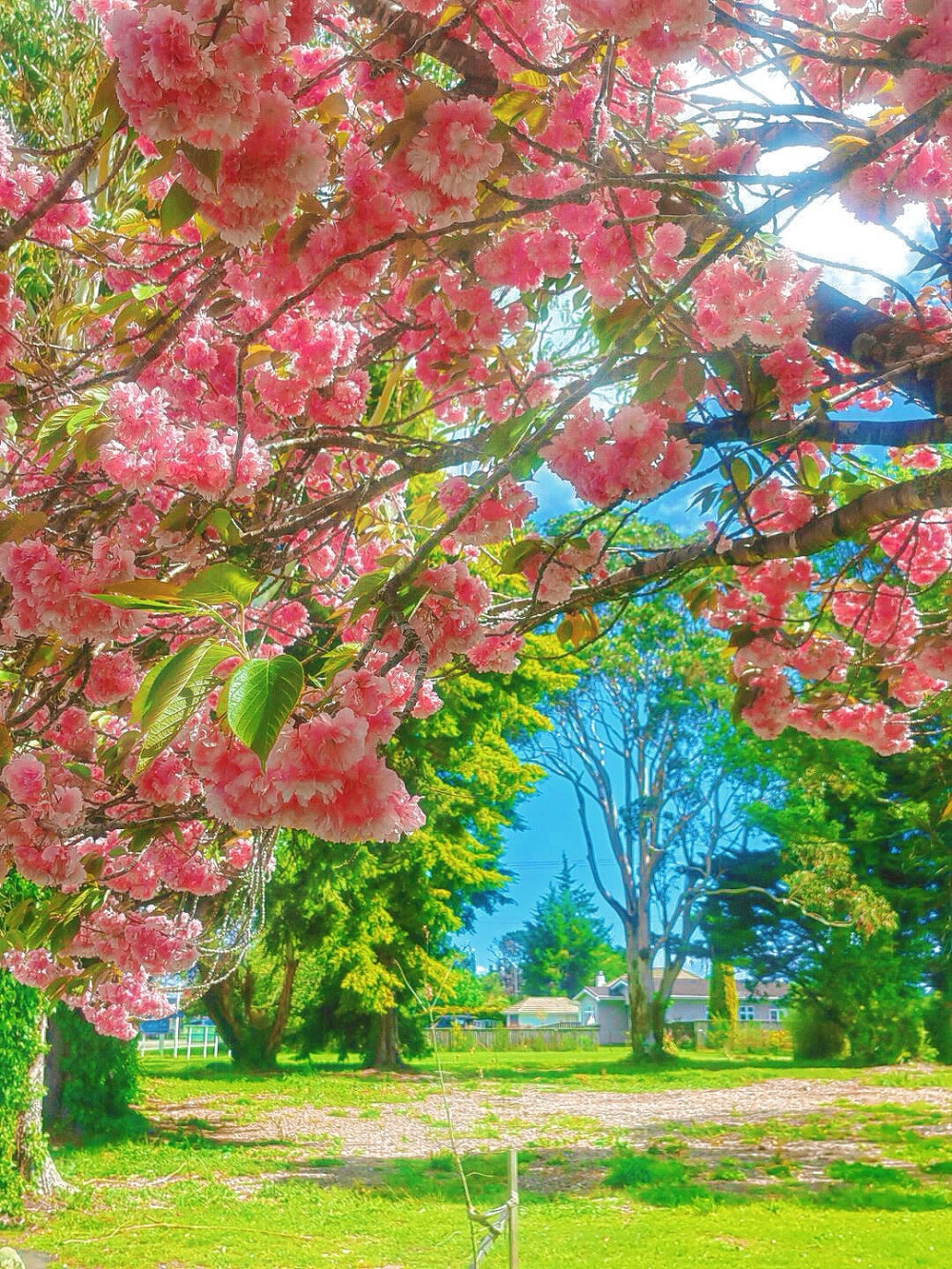 春意.绿色.背景图