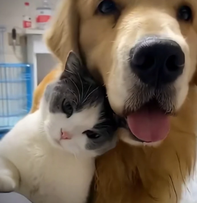 猫狗