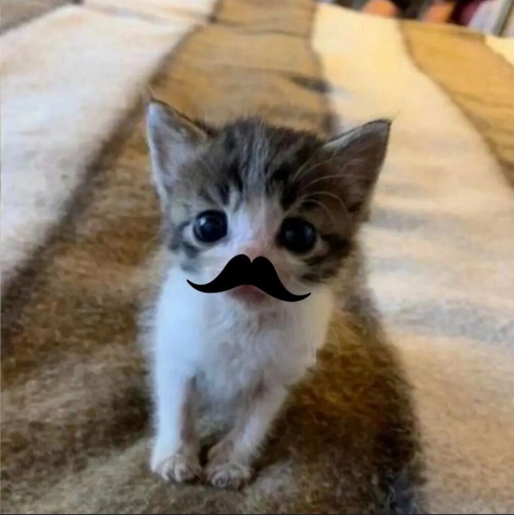 我再也不会卖萌了 因为根本没人买