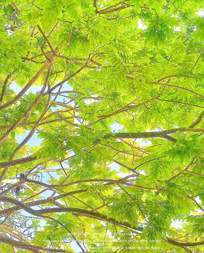 春意.绿色.背景图