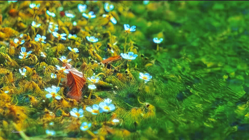 ins绿色朋友圈背景图