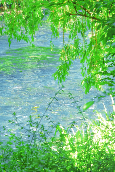 春意.绿色.背景图