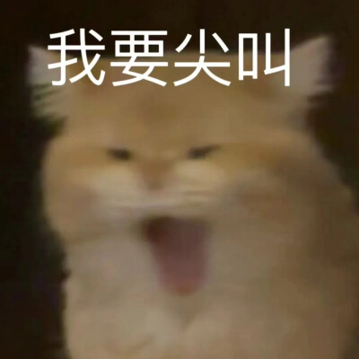 搞笑表情包