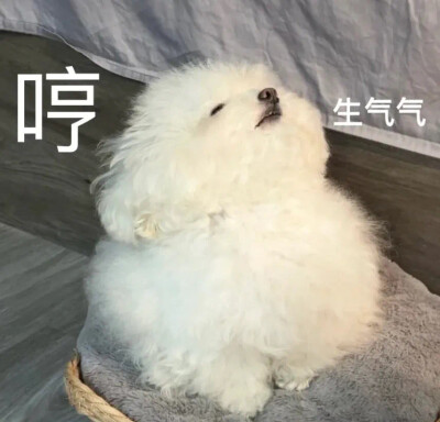 搞笑表情包