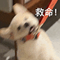 搞笑表情包