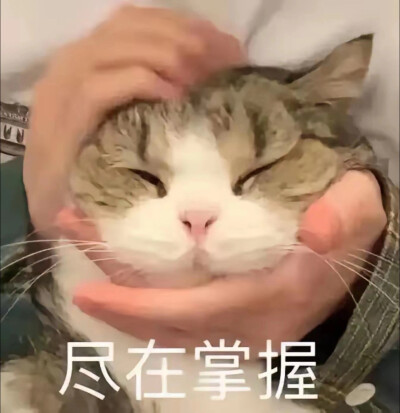 搞笑表情包