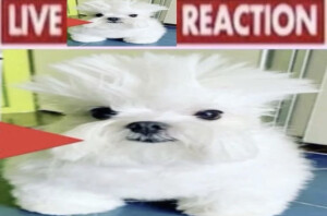 .
