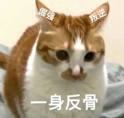搞笑表情包