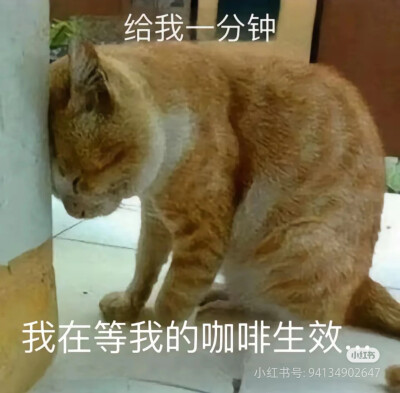 猫猫表情包