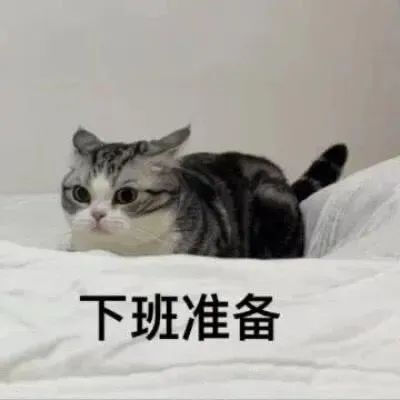 猫猫表情包