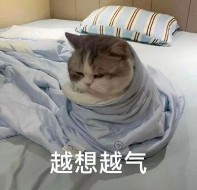 猫猫表情包