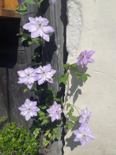 好看的壁纸图源于网络