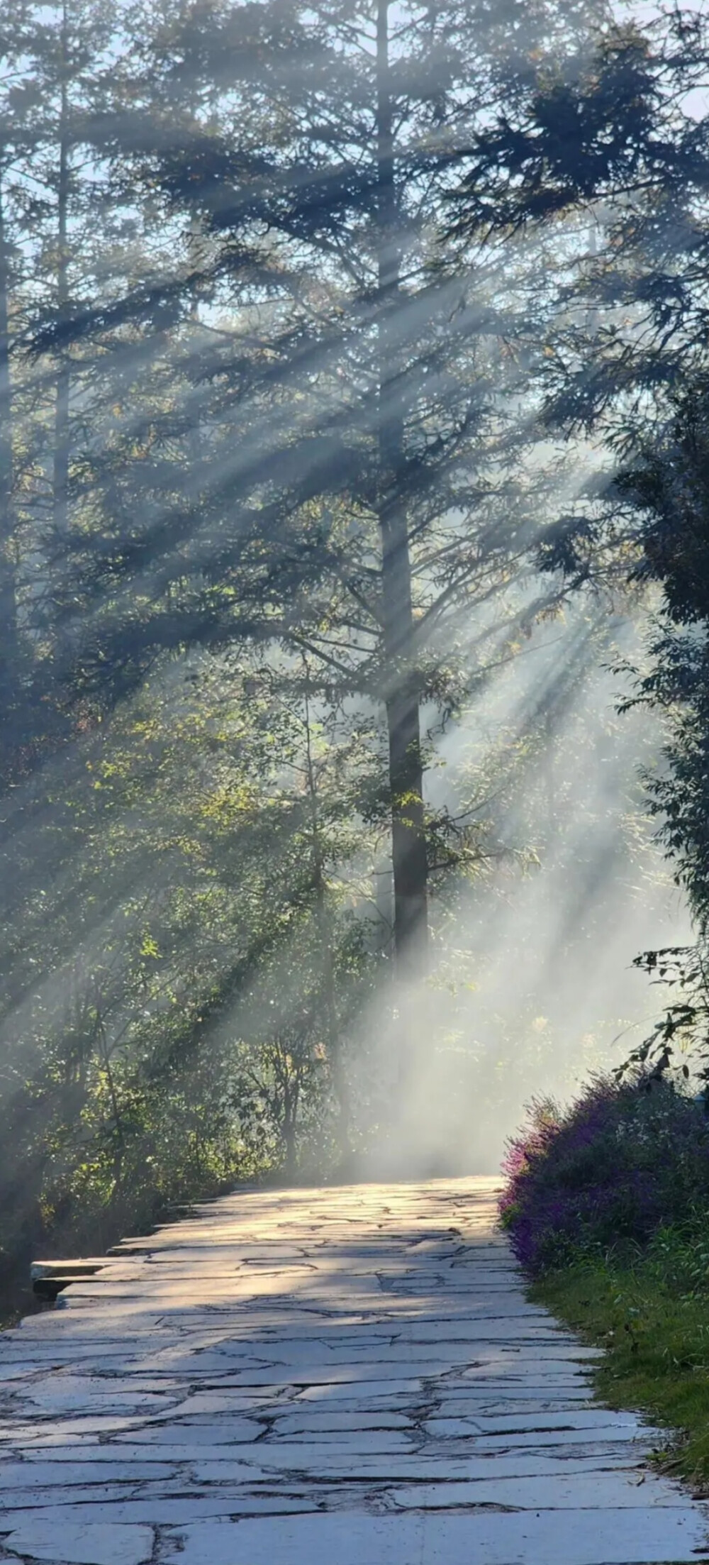 森林风全屏壁纸