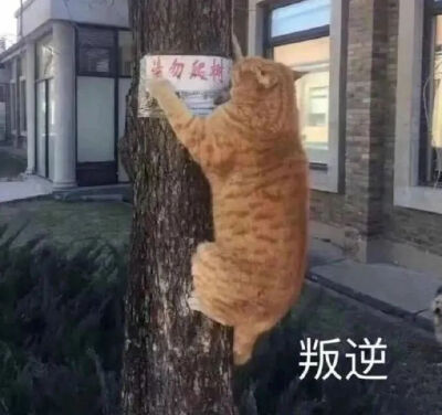 猫猫表情包