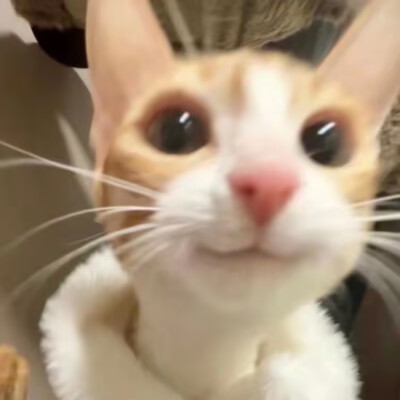 猫咪头像｜喵星人超级可爱