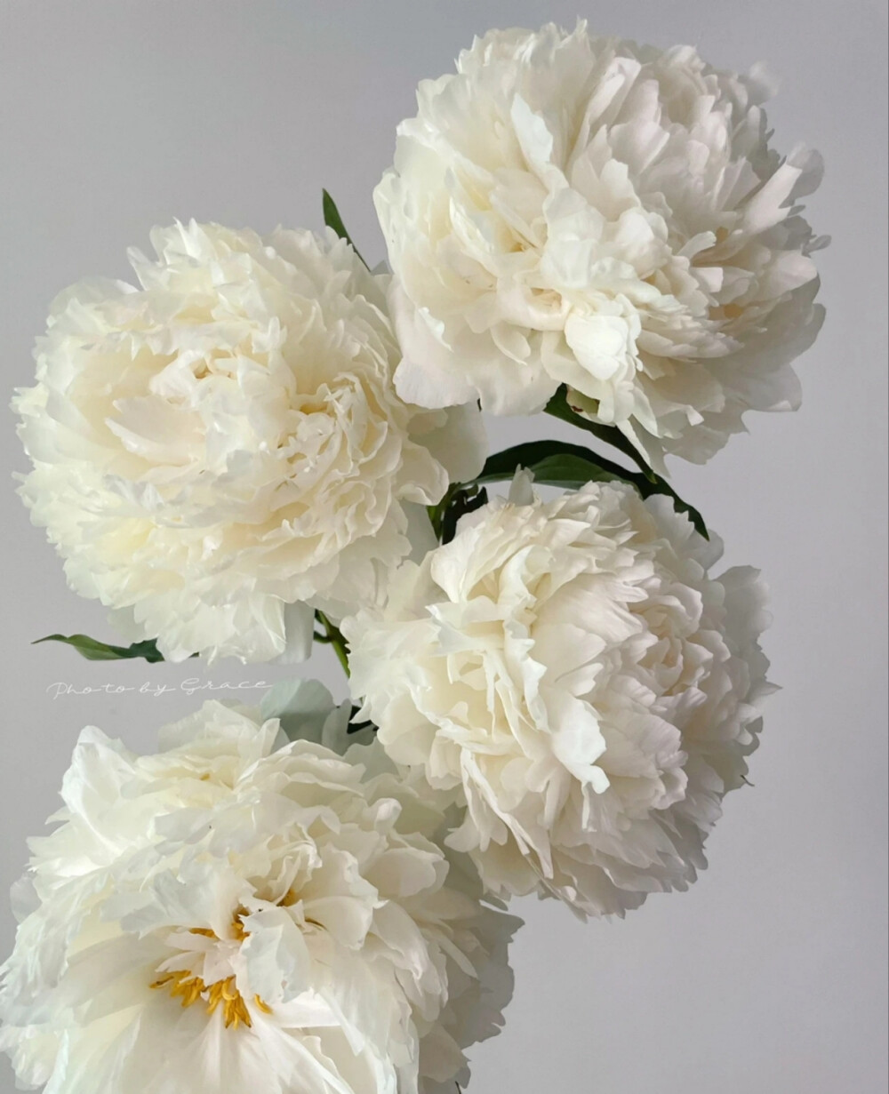 进口芍药奶油碗