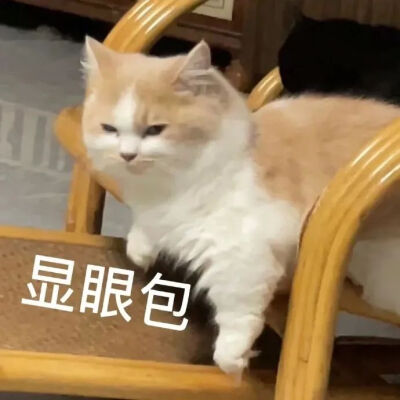 猫猫表情包