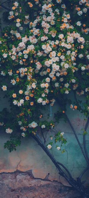 手机风景壁纸