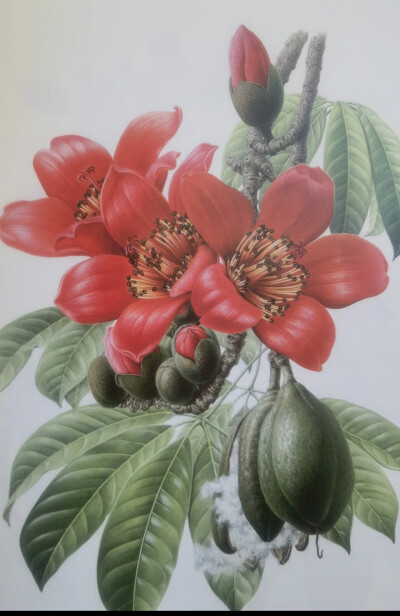 彩铅花