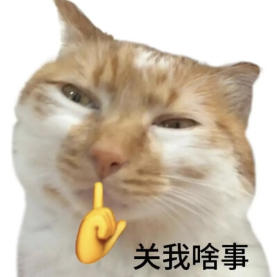 表情包