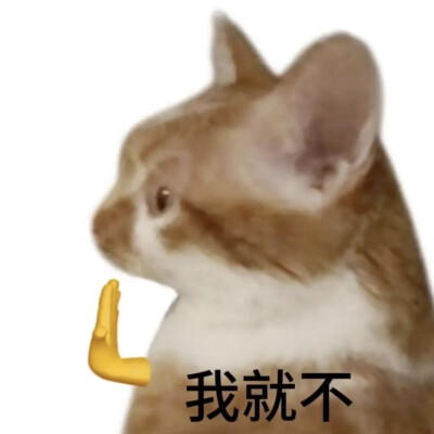 表情包