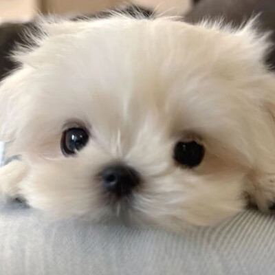 小狗头像