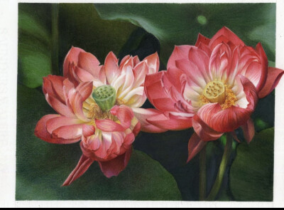 彩铅花