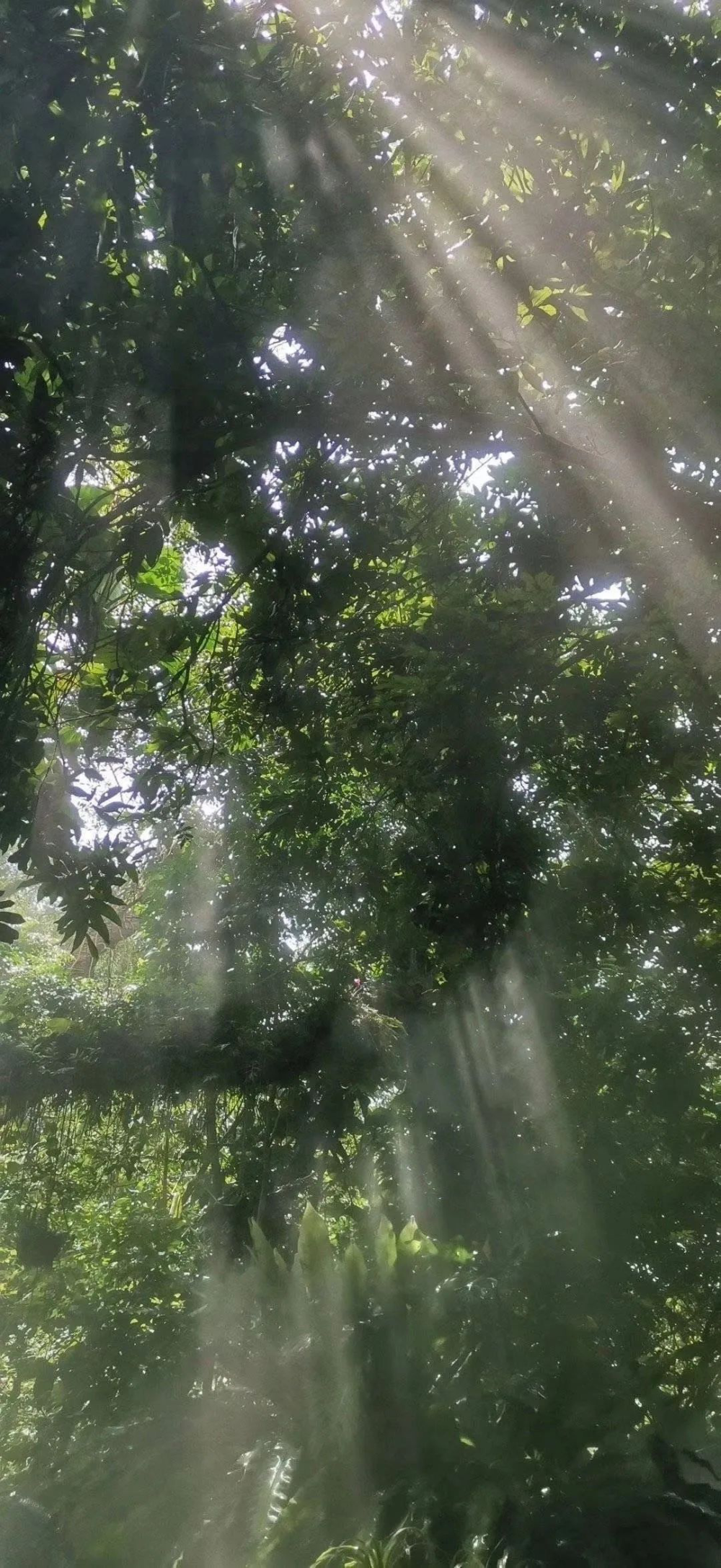 手机风景壁纸