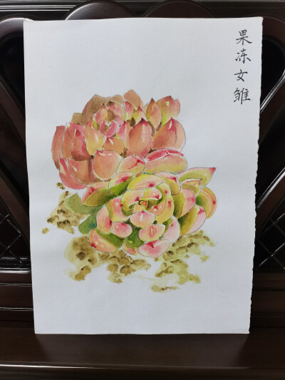 09 果冻女雏（绘画 | 水彩 | 果花甘02）
2018.05.21
查了百科才知道，女雏是这种多肉的名称。当多肉呈现出叶色鲜明、半透光的样貌，俗称果冻色。
大部分可以养出果冻色的多肉，可以通过光照+温差控制变果冻色。
画…