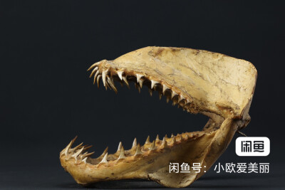 骨