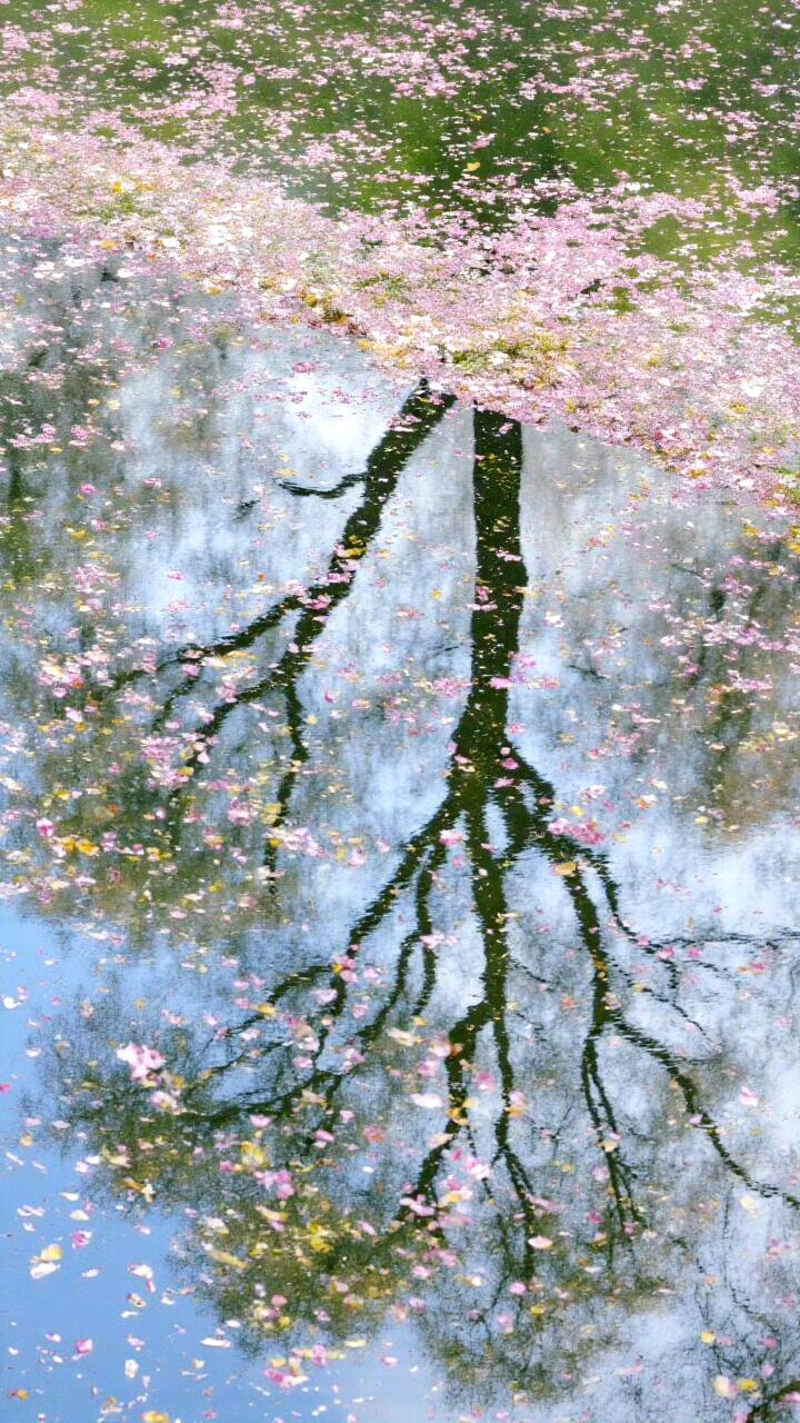春日倒影