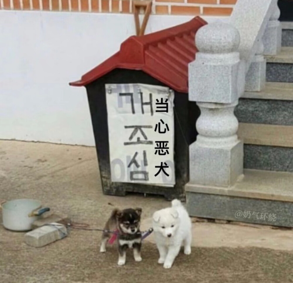 不要被恶犬欺骗性的外貌迷惑了