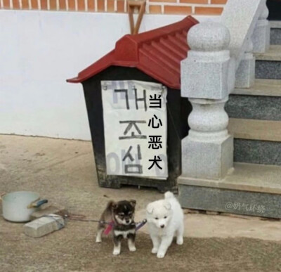 不要被恶犬欺骗性的外貌迷惑了