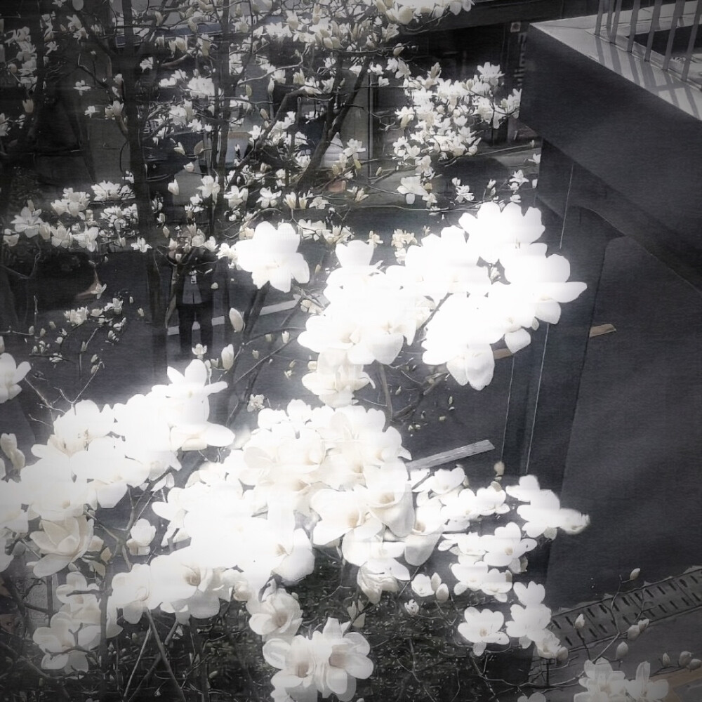 恨明月高悬不独照我