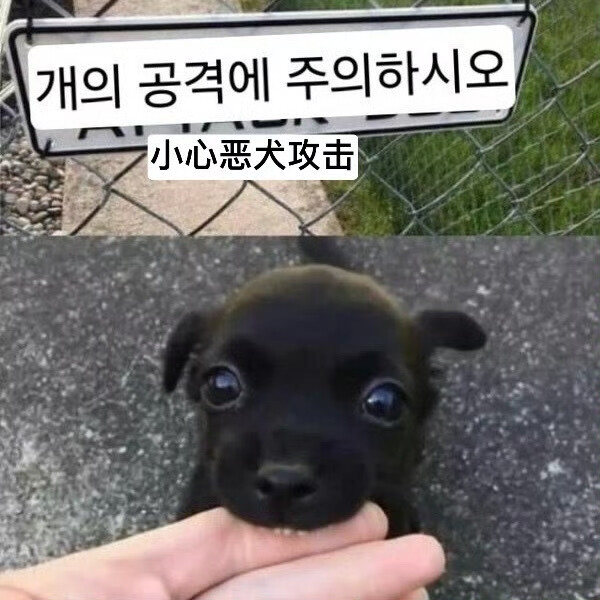 不要被恶犬欺骗性的外貌迷惑了