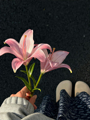 #关于花的背景#