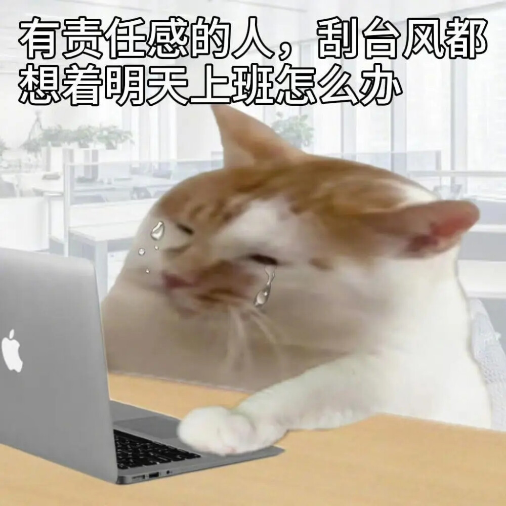 表情包丨打工人必备表情包