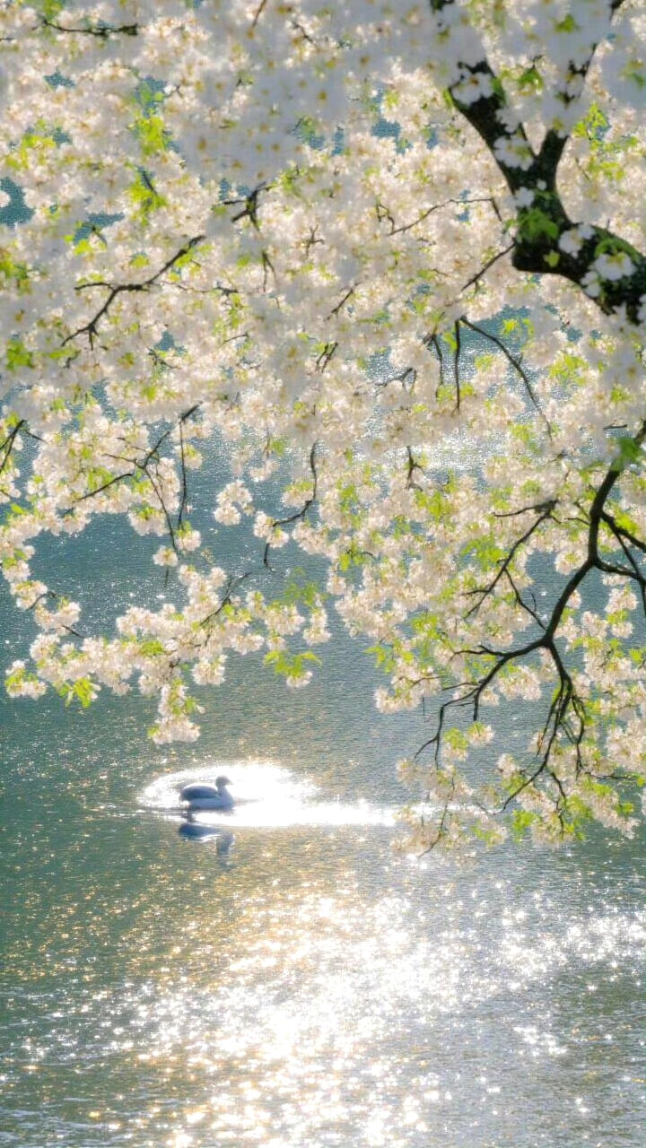 春日倒影
