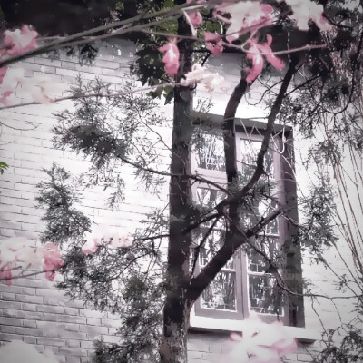 摸摸小狗