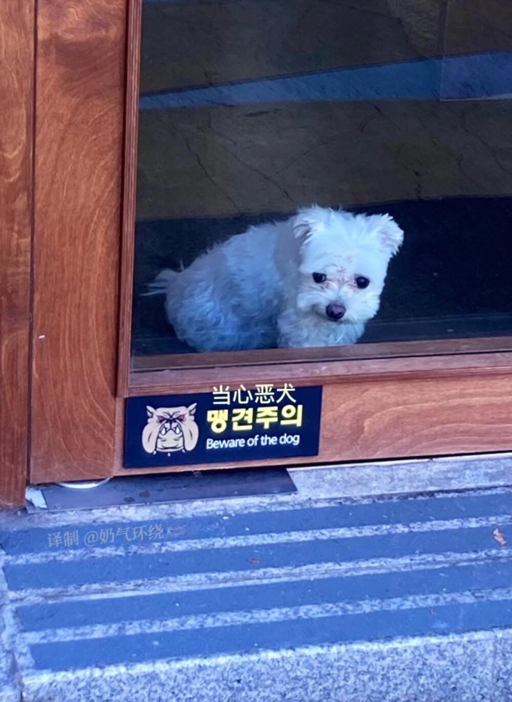 不要被恶犬欺骗性的外貌迷惑了