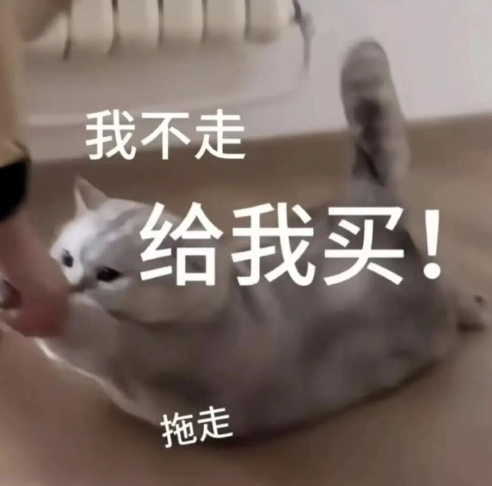 猫猫表情包